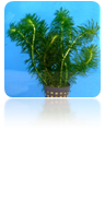 Elodea najas
